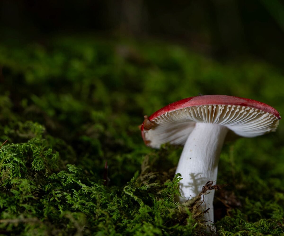 Mushrooms of the Appalachian Mountains: A Fungal Wonderland