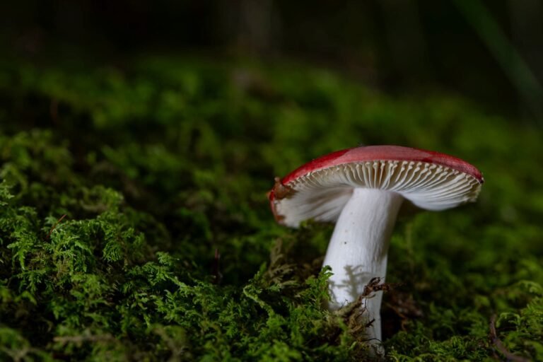 Mushrooms of the Appalachian Mountains: A Fungal Wonderland