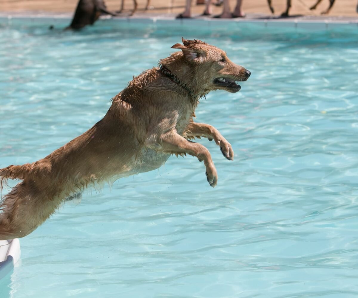 Making a Dog Daze Splash : A Pawsome End to Summer Pool Season