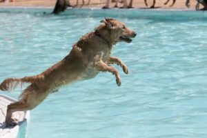 Making a Dog Daze Splash : A Pawsome End to Summer Pool Season