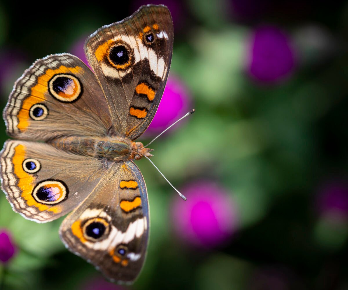 Nature’s Mini Marvels: Macro Photography Delights at The North Carolina Arboretum in Asheville