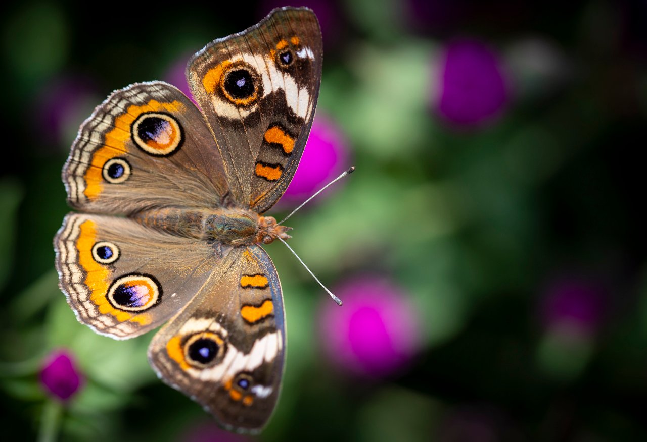 Nature’s Mini Marvels: Macro Photography Delights at The North Carolina Arboretum in Asheville