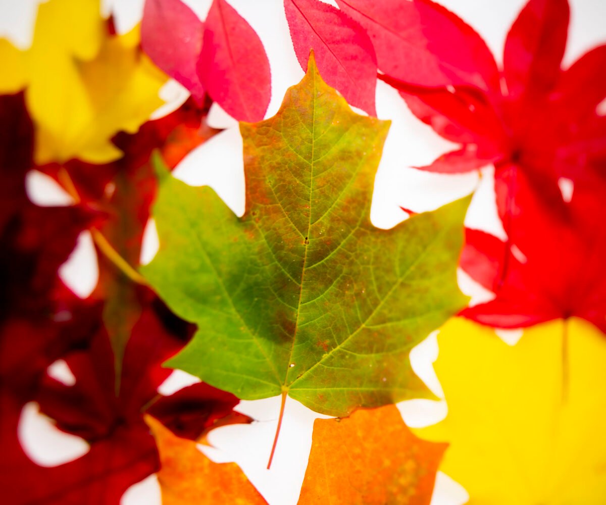 The Essence of Fall: Close-Up Photography of Appalachian Foliage and the Art of Leaf Peeping