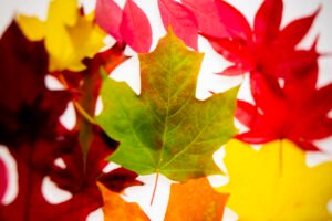 The Essence of Fall: Close-Up Photography of Appalachian Foliage and the Art of Leaf Peeping